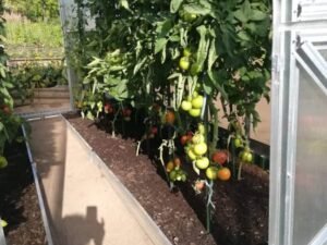 Augalu parišimo sistema